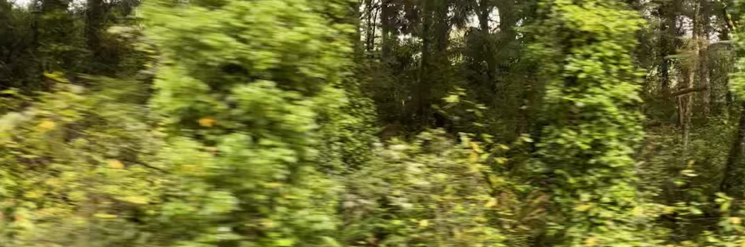 catannart's profile banner image