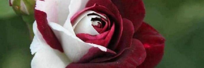 BebaCombatiente's profile banner image