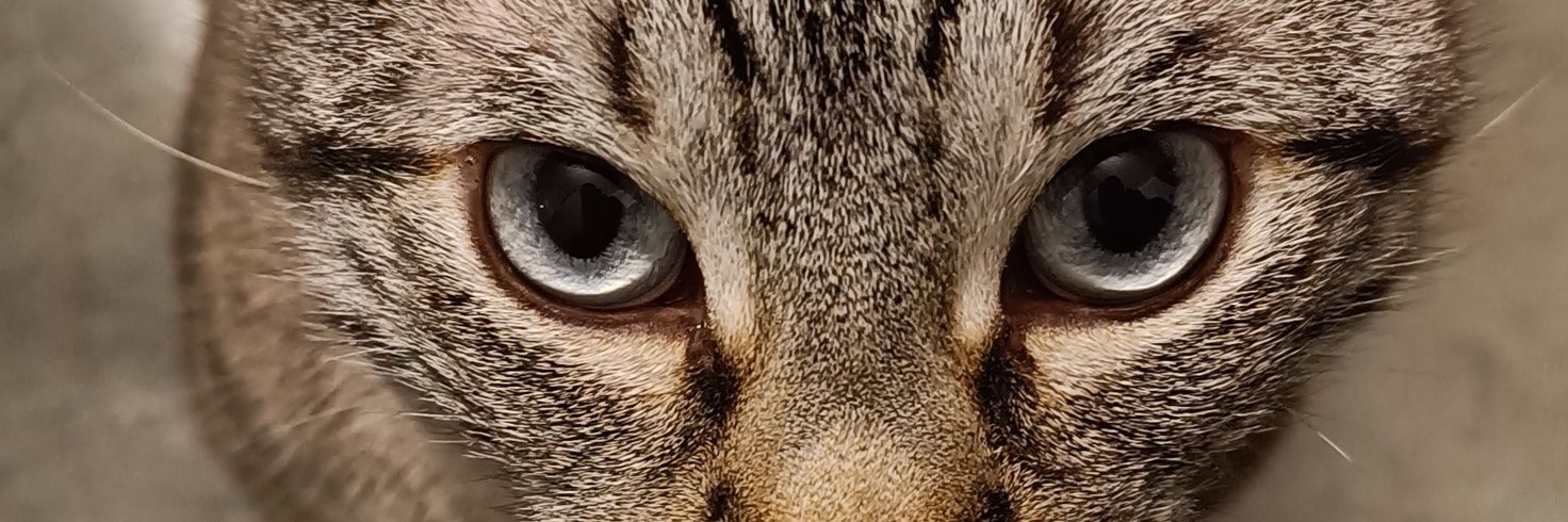 AleCarchia's profile banner image