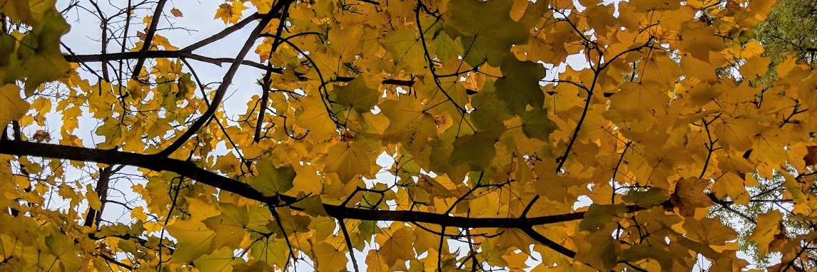 Danielle_Mullis's profile banner image