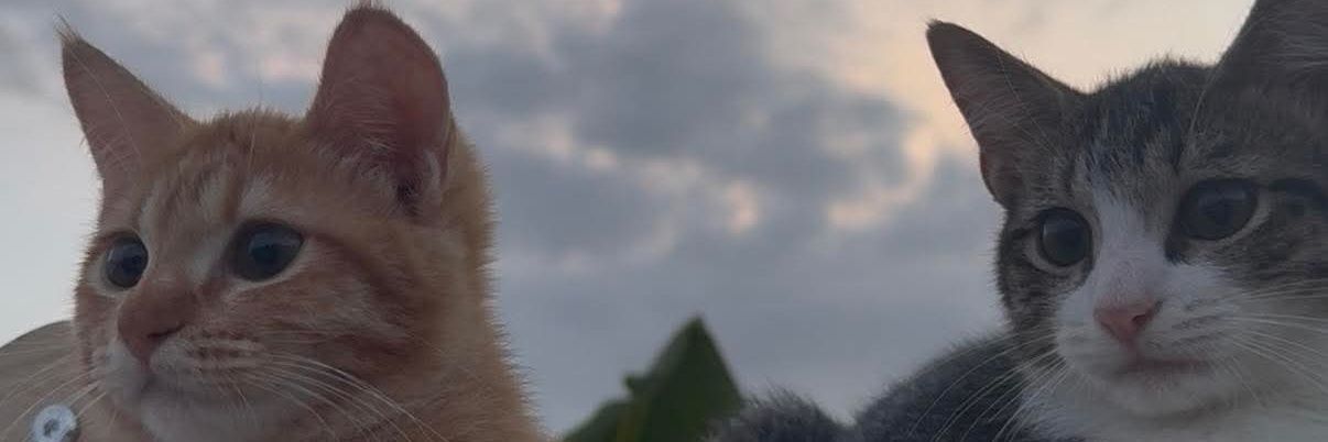gina_zu's profile banner image