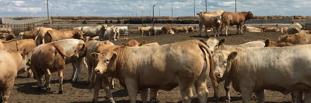 Chaffe Farms Ltd. 🇨🇦 banner