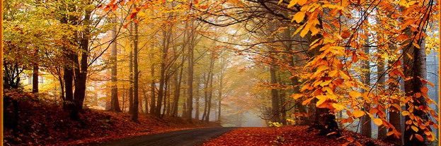 Sal’s Just Life banner