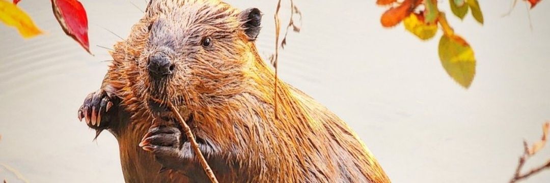 Pierre(Peter) Nault banner