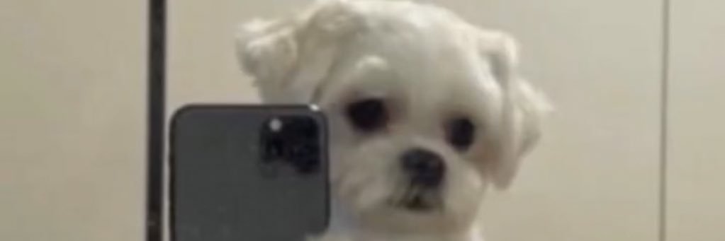 Zekedafreak banner