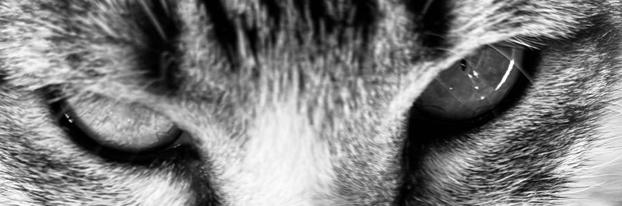 LuBercernelo's profile banner image