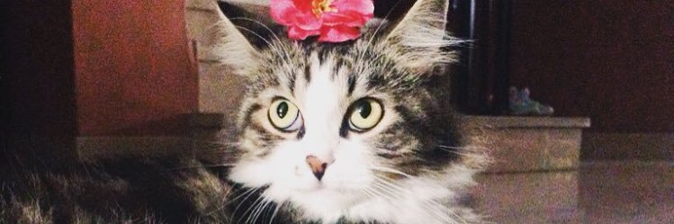 _Dillla's profile banner image