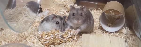 t_hiyori1025 Profile Banner