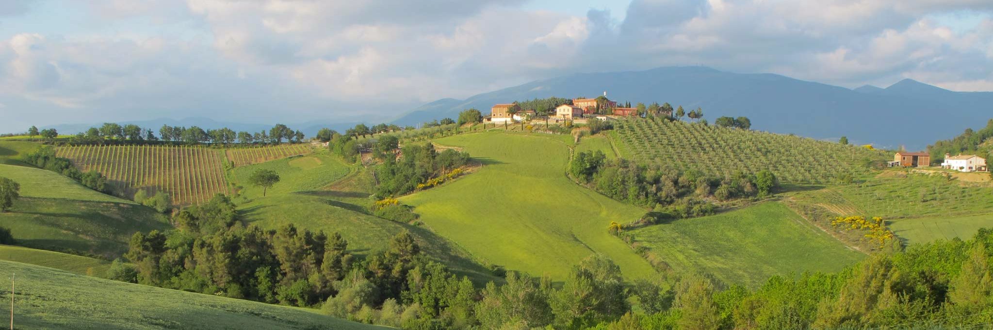 Kristine Sutherland banner