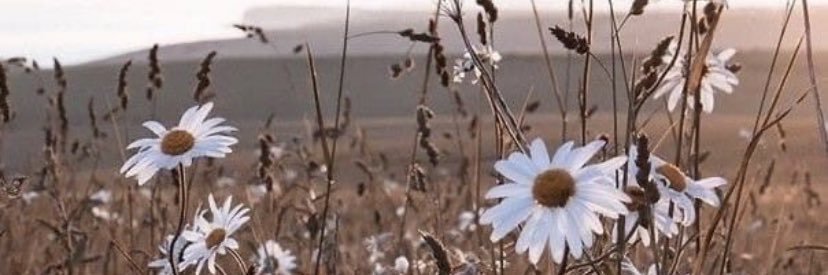MargaBruiz's profile banner image