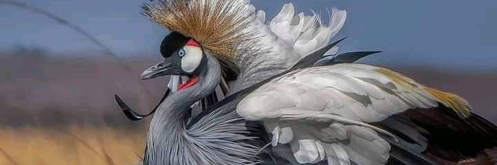 mboya84's profile banner image