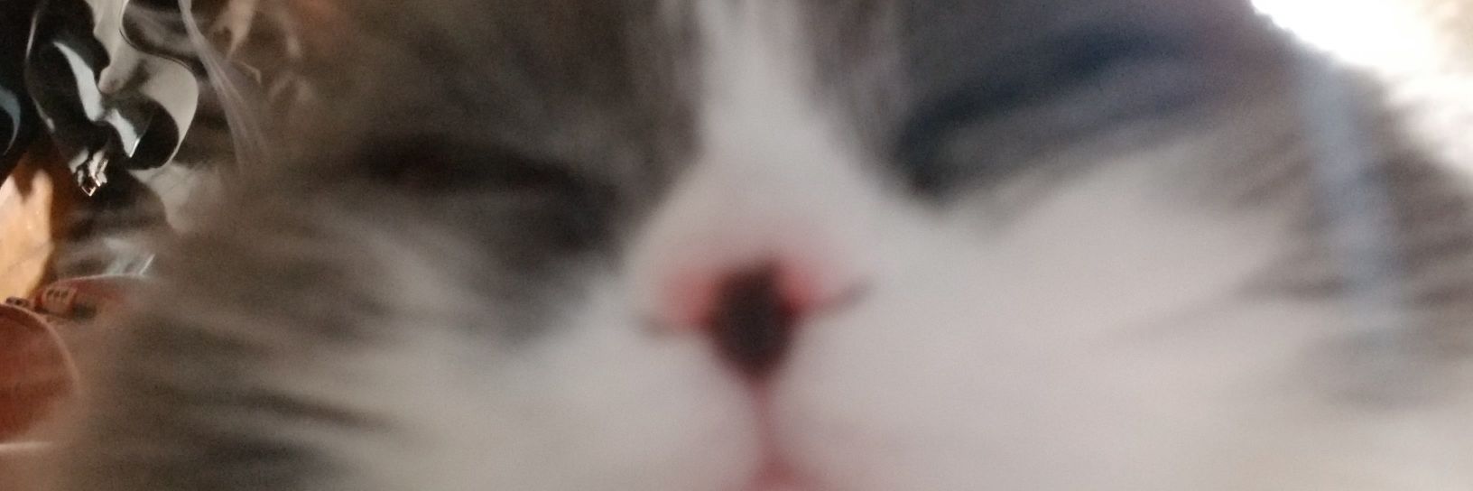 nox_1130's profile banner image