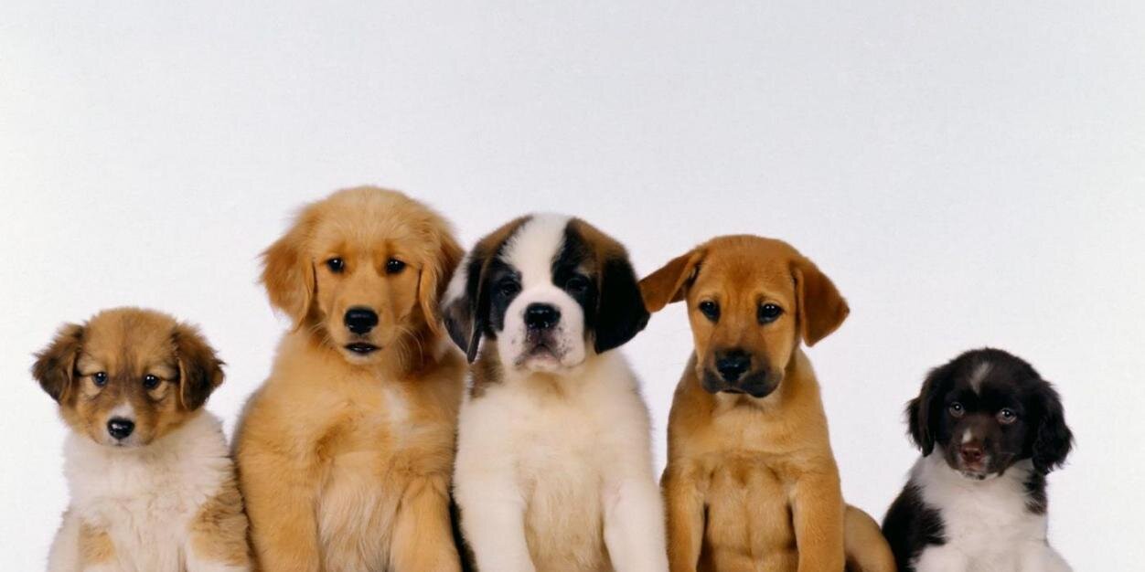 SupportAnimals banner