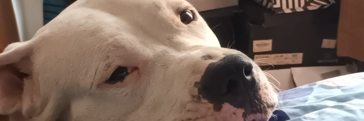 danielfaustor's profile banner image