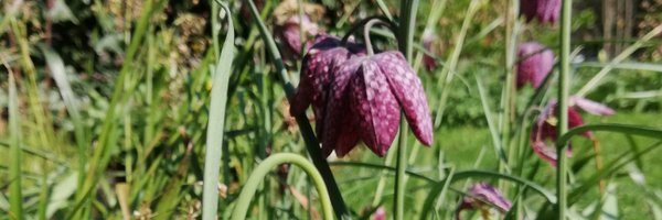 ThTromp Profile Banner