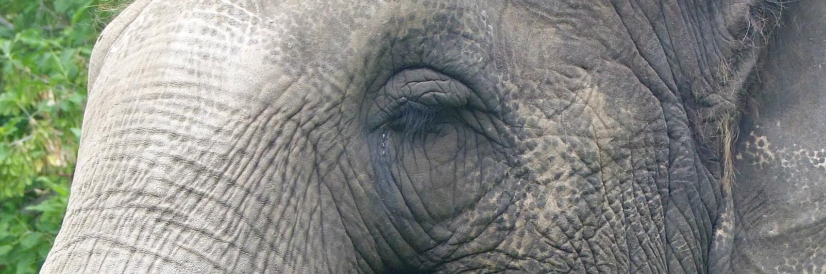 Lori Sirianni 🇨🇦 banner