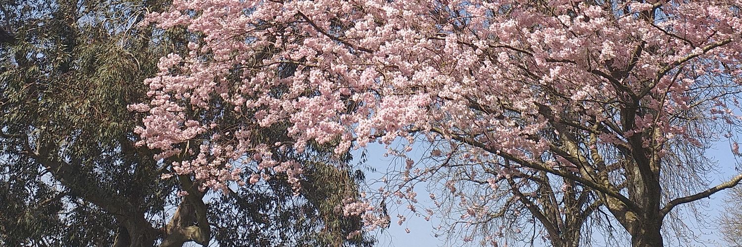 jubuchet's profile banner image
