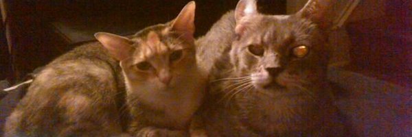 Twilc Profile Banner