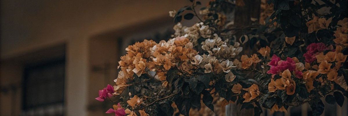 barlepalms's profile banner image