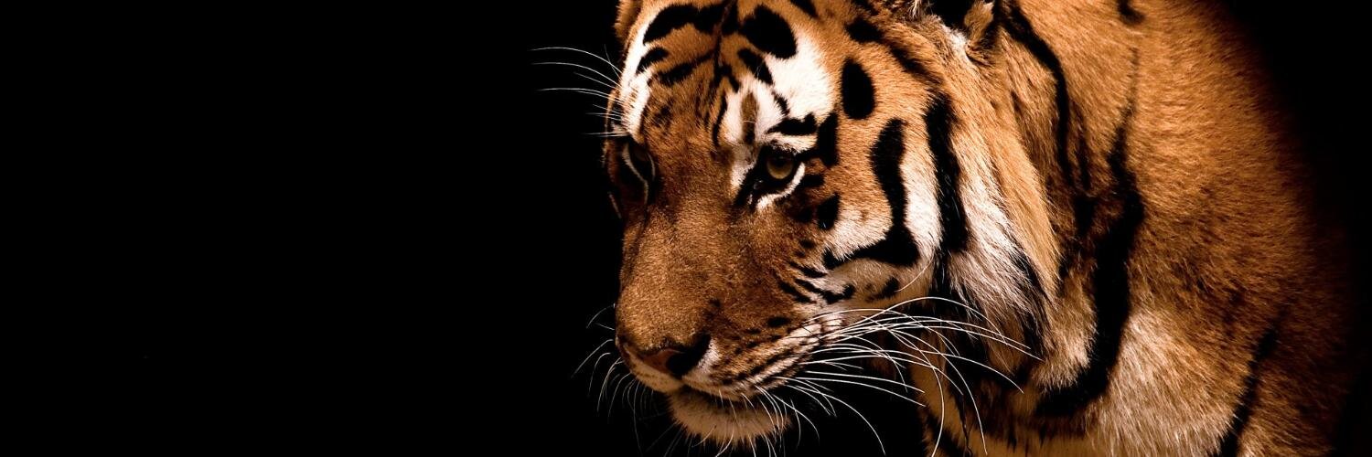 JeremyMartin's profile banner image