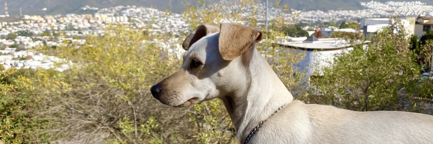 oscarovd's profile banner image