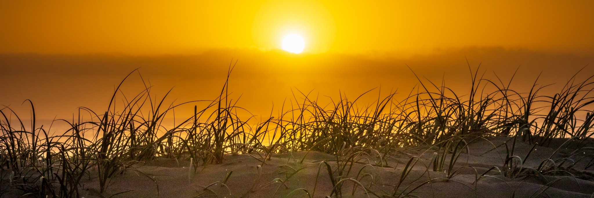 myopicSage's profile banner image