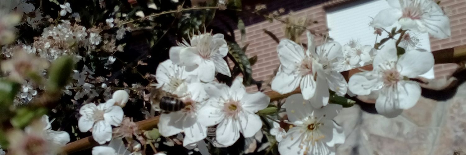 titochapini's profile banner image