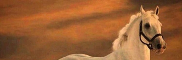 sasaalm's profile banner image
