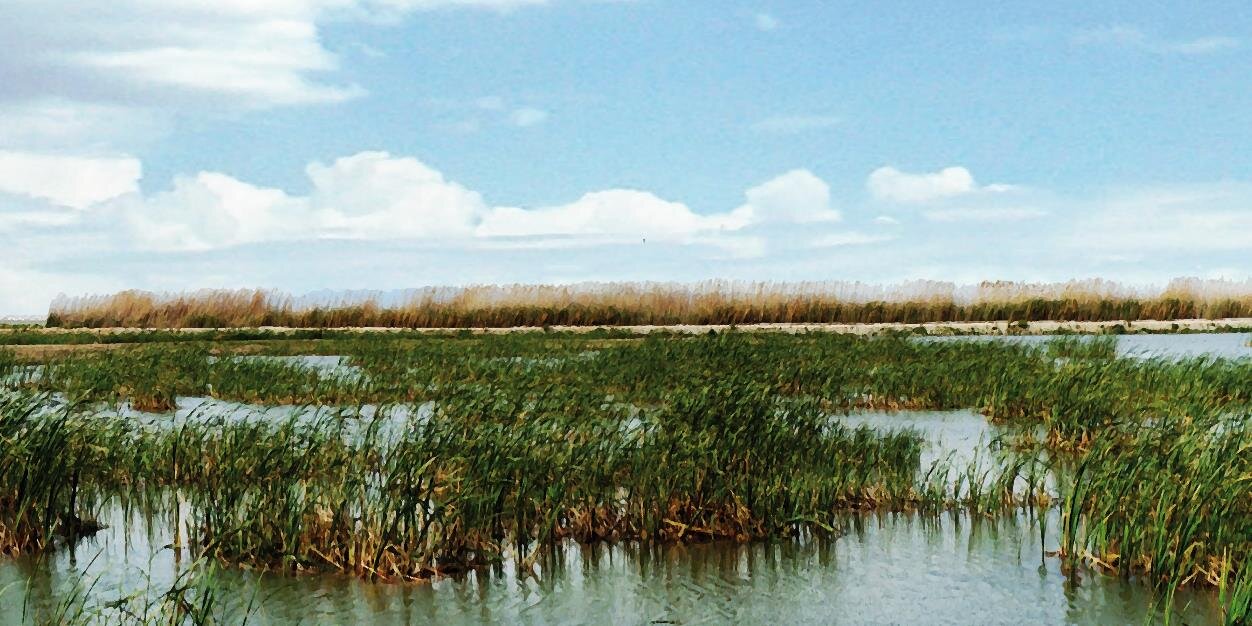 LIFEALBUFERA's profile banner image