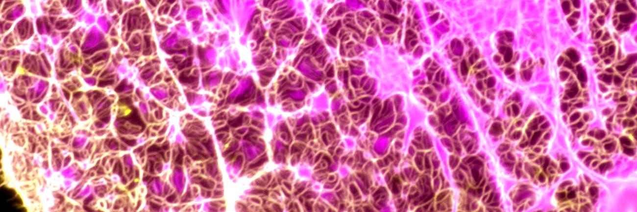 Roux Lab's banner