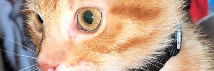 nancylagosj's profile banner image