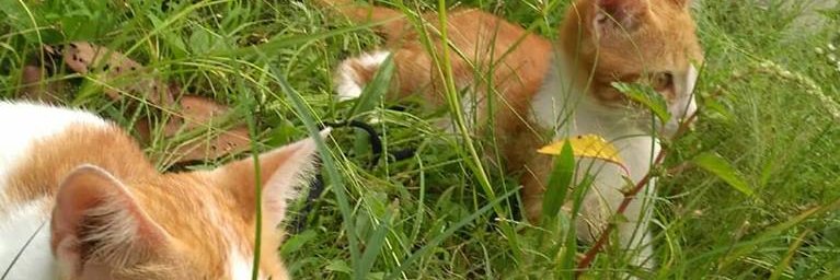 eli_thea's profile banner image