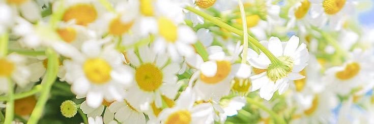 Anny Baez 🌸 banner