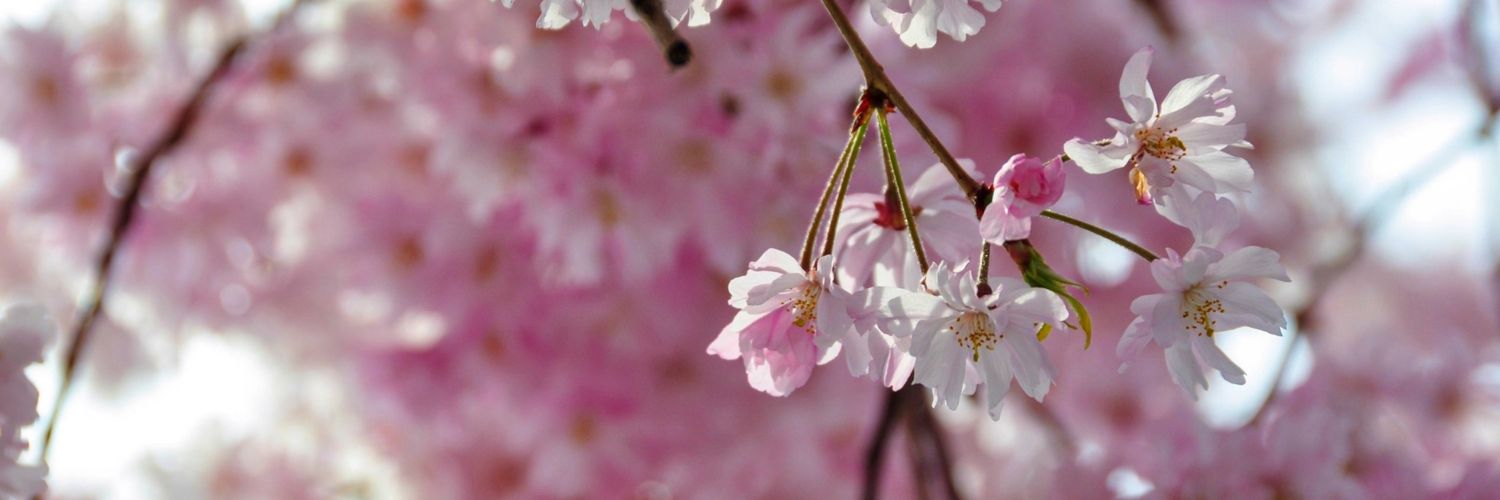Ohka_t's profile banner image