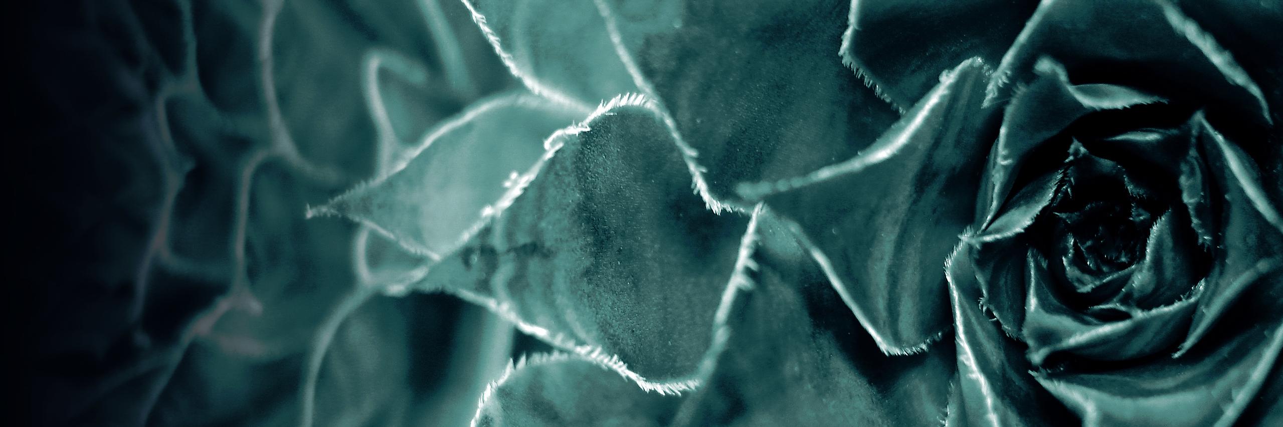 Simaryex's profile banner image