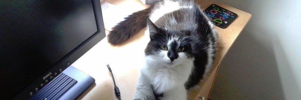 Chester Kitty Cat Rescue banner