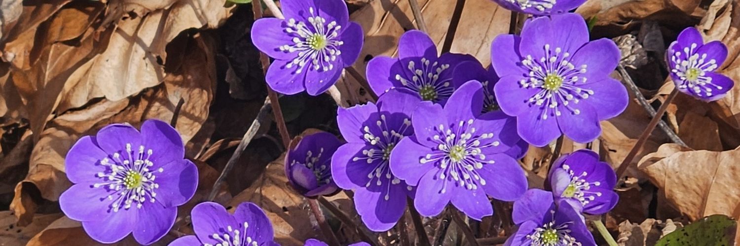 aquentin73's profile banner image