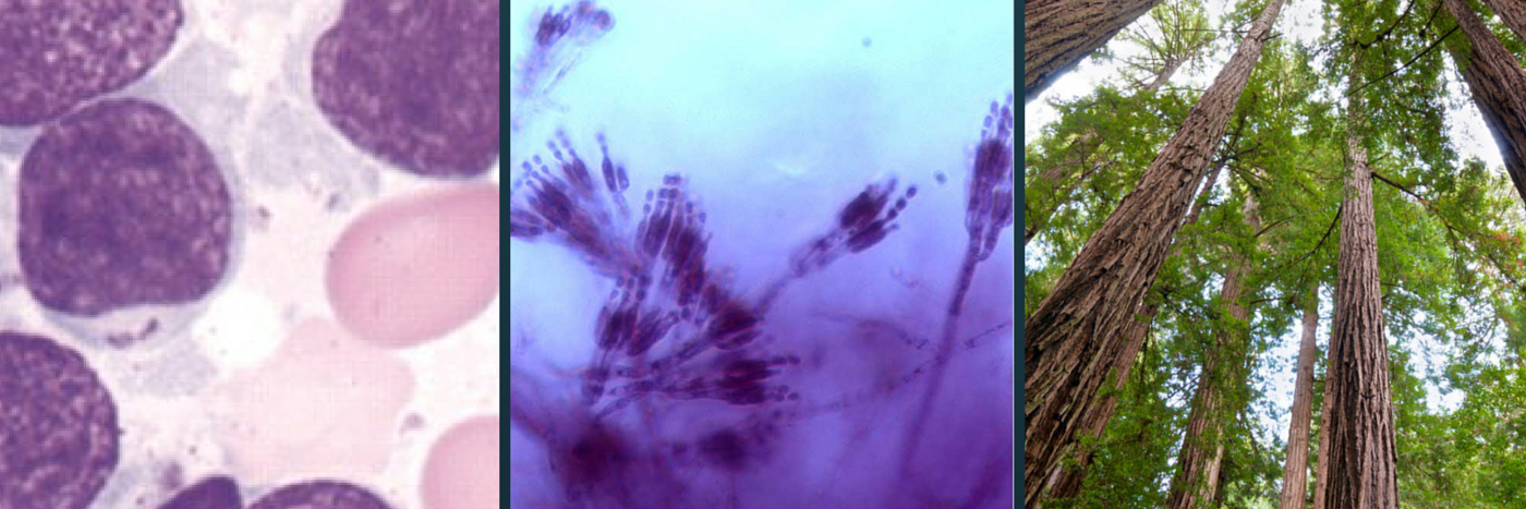 ClemsonBioSci's profile banner image