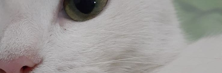 smito_aa's profile banner image