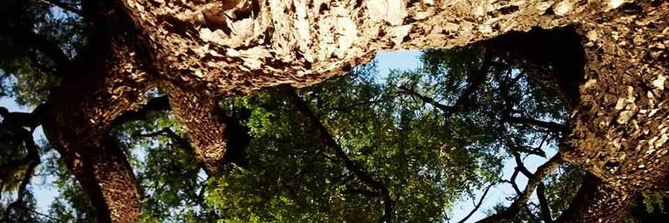 leoheredia8's profile banner image