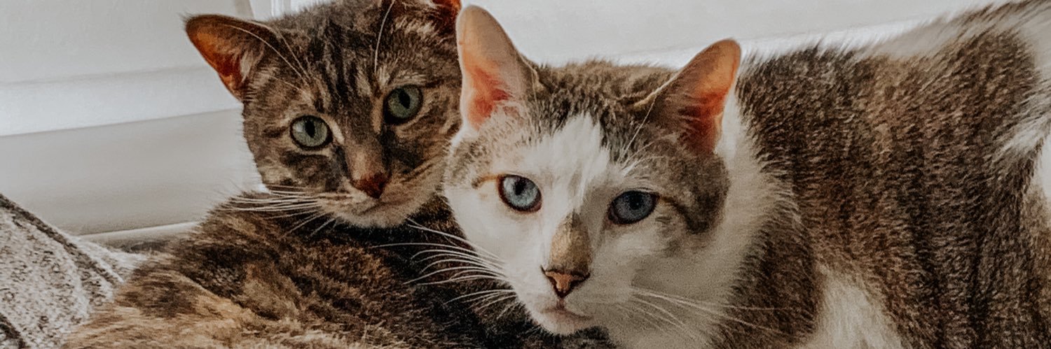 lauren_latimer's profile banner image