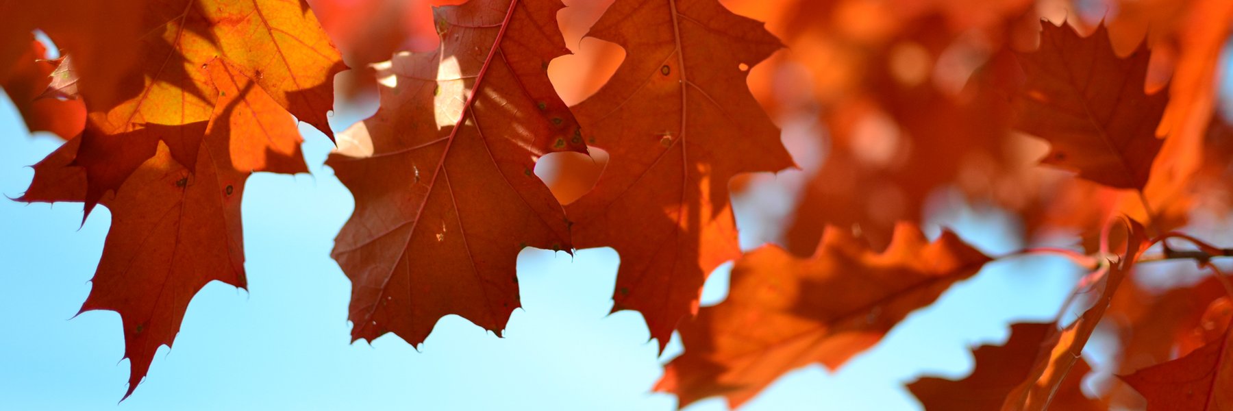 19oaks's profile banner image