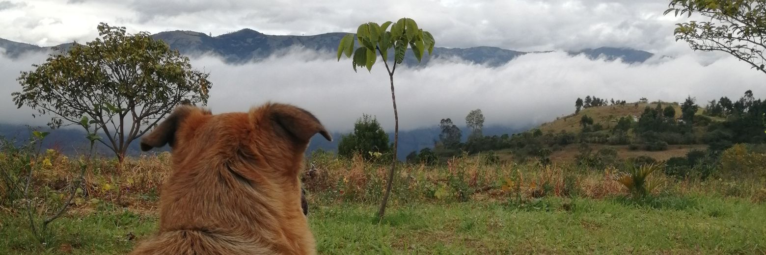 fachoshpss's profile banner image