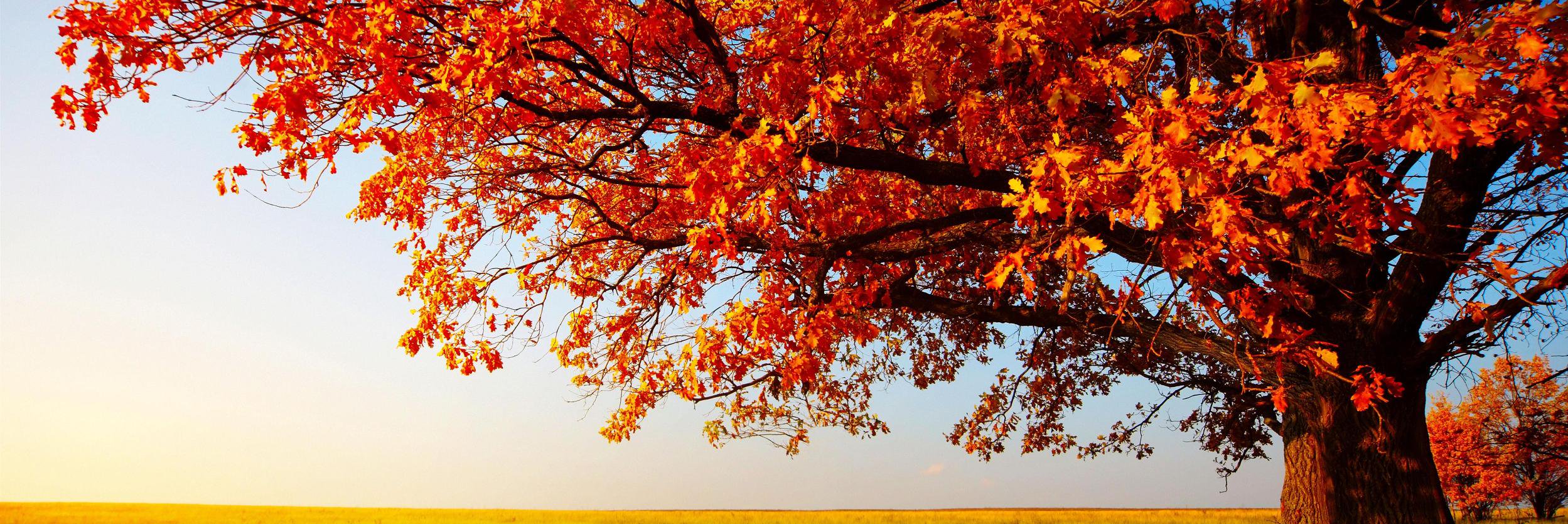 AnnaBerlekamp's profile banner image