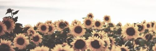 sunfIowerxx's profile banner image