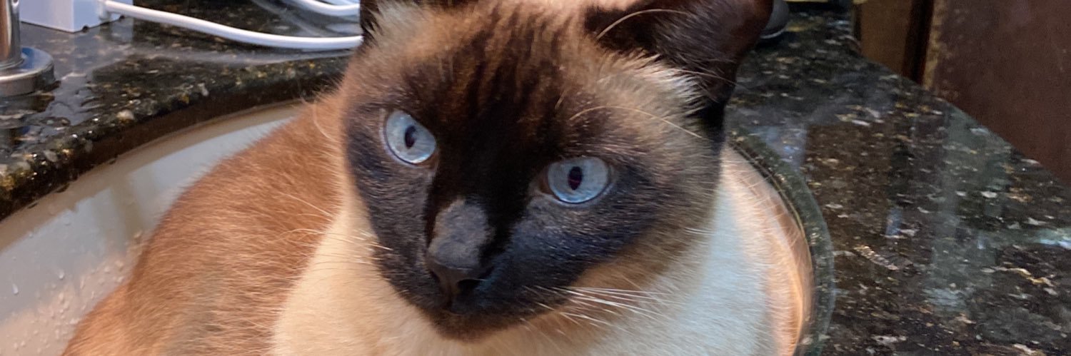 GutoGaleazzi's profile banner image