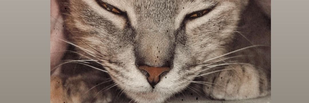 JevaGonzalez's profile banner image