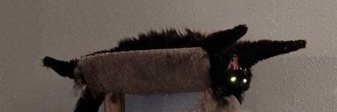 chicoprieto_'s profile banner image