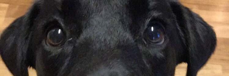Madison_Honer's profile banner image