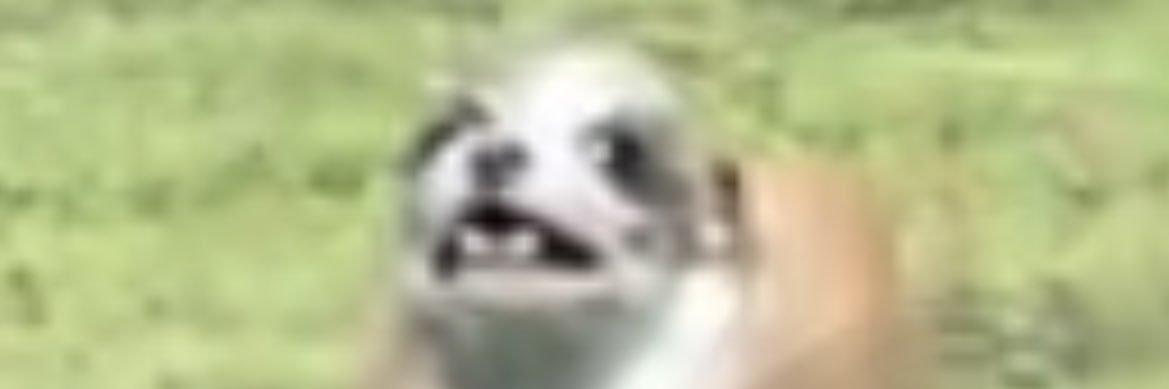 strid💌 banner